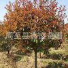 供應高桿【紅葉石楠】綠化工程苗木紅葉石楠降價處理