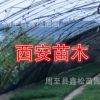 供應油松小苗 周至營養缽/容器袋油松小苗繁育基地