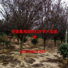安徽地區供應2-15公分優質紅葉李，安徽大型紅葉李基地