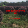 安徽地區供應紅花繼木球 紅花繼木球大型基地 紅花繼木價格