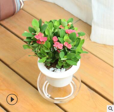 海棠花花卉觀花盆栽水培植物室內重瓣長壽花水養(yǎng)客廳四季金枝玉葉