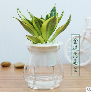 金邊虎皮蘭盆栽花卉多肉水培虎尾蘭臥室內宿舍陽臺客廳水養(yǎng)植物
