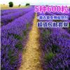法國普羅旺斯薰衣草種子四季種易活庭院陽臺盆栽室內花籽開花不斷