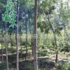 白蠟 基地直銷 原生白蠟 3 4 6 8 10 18公分 規格齊全 舉報