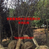 安徽地區(qū)紅葉李供應(yīng)商供應(yīng)2-20公分紅葉李 大型紅葉李基