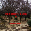 安徽地區(qū)供應(yīng)2-15公分優(yōu)質(zhì)紅葉李，安徽大型紅葉李基地