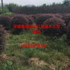 安徽地區(qū)供應(yīng)紅花繼木球 紅花繼木球大型基地 紅花繼木價(jià)格