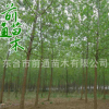 批發喬木 意楊 綠化工程用廠家直銷 意楊苗木 道路綠化苗木