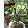 直銷園林綠化苗木 綠海棠樹苗 庭院觀花植物行道樹 白紅海棠小苗