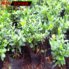 基地批發花卉植物 西洋杜鵑苗 又名比利時杜鵑小苗 庭院觀花盆栽