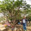 批發(fā)園林綠化2米叢生紫薇樹 美國(guó)紅火箭紅火球紫薇 山東紫薇價(jià)格