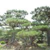 苗圃自家種植綠化用景松樹苗 熱賣優(yōu)質(zhì)各種規(guī)格造型景松價(jià)格