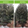 基地直銷園林綠化苗木山西白皮松樹苗，白皮松價(jià)格，占地用白皮松