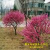 基地直銷 大花榆葉梅嫁接大小樹規(guī)格齊全 大話榆葉梅