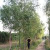 苗木基地直售柳樹批發 綠化樹青皮垂柳 易成活 青垂黃垂旱直柳