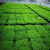 屋頂隔熱美化 地被植物 佛甲草 易養護 樓頂綠化 佛指草青葉
