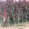 紅葉李小苗 紫葉李種苗 綠化苗木 工程樹苗紅葉李苗木道路綠化