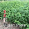 紅王子錦帶 花卉灌叢苗作盆栽綠化工程苗 觀花植物株高80-180cm