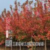 供應紅楓小苗 綠化工程苗 道路綠化苗風景樹基地直銷