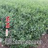 觀花苗木 貼梗海棠樹花多色艷 貼梗海棠樹苗價格冠幅20公分以上