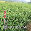 紅瑞木小苗 株高80公分以上 優質的紅瑞木苗 綠化工程苗 基地發貨