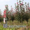 出售木槿小苗 地徑3- 10公分 優(yōu)質(zhì)的木槿樹苗 木槿花 基地發(fā)貨