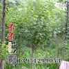 丁香小苗工程苗 地徑3- 8公分優(yōu)質(zhì)的丁香花 丁香價格 綠化苗批發(fā)