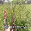 批發(fā)灌木綠化苗木 綠籬苗 黃刺玫樹苗價格株高 綠化工程小苗