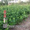 低價批發(fā) 大葉黃楊 苗 綠化工程苗 綠籬綠化 大葉黃楊苗基地發(fā)貨