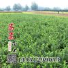 批發(fā)冬青樹苗 冬青小苗 大葉黃楊 金邊冬青 北海道 綠籬 四季常青