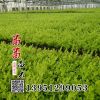 金森女貞小苗綠化灌木 女貞苗 色塊苗 綠化工程 樹金森女貞樹
