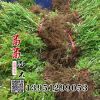 批發(fā)工程綠化小苗 綠葉繡線菊價格優(yōu)質(zhì)的繡線菊株高30公分以上