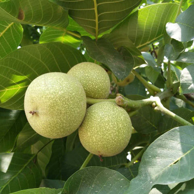 種植園直銷 3公分核桃苗 香玲 核桃樹苗 價格優(yōu)惠 品種純