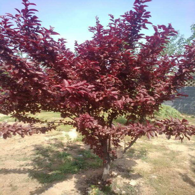 基地出售綠化 紅葉李 規(guī)格全 現(xiàn)定現(xiàn)挖 成活率高 價格優(yōu)惠