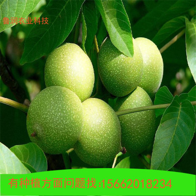 山東核桃苗基地出售 美國強(qiáng)特核桃苗 清香核桃苗 結(jié)果早 果實(shí)飽滿
