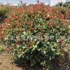大量批發紅葉石楠球 花灌木 基地苗圃直銷 規格多現貨石楠球苗木