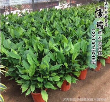 瑞豪大量批發萬年青 優質萬年青 供應萬年青 觀葉四季常青