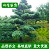 批發(fā)五針?biāo)擅?五針?biāo)膳杈?園林景觀 盆栽造型四季常青五針?biāo)擅?/></a>
<div><a href=