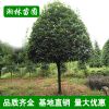 基地直銷桂花樹八月桂花綠化丹桂 八月桂花樹批發(fā)桂花樹20-25公分