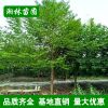 苗木基地供應(yīng)精品樂昌含笑苗木 樂昌含笑工程苗