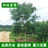 苗木基地供應(yīng)12-14公分欒樹 樹形優(yōu)美 行道風(fēng)景樹 規(guī)格齊全
