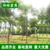 基地直銷 欒樹 精品欒樹 各種規(guī)格欒樹 園林綠化苗木 批發(fā)供應(yīng)