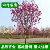 紫玉蘭基地 批發(fā)5 6 7 8 9 10公分紫玉蘭 各種規(guī)格紫玉蘭樹苗
