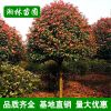 供應(yīng)綠化苗木 紅葉石楠 紅葉石楠球 獨桿紅葉石楠 規(guī)格齊全