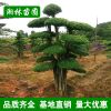 大量批發(fā)高檔園林綠化苗木 小葉女貞造型樹 庭院美化規(guī)格齊全