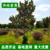 批發(fā)廣玉蘭 精品造型庭院植物廣玉蘭樹苗庭院花卉苗木 基地直銷