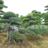 榆樹古樁 15-20-30-50-60cm造型榆樹 精品榆樹盆景 樹形優美