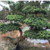 供應(yīng)【 造型羅漢松 】小葉羅漢松造型,多年精品造型,別墅風(fēng)景樹(shù)