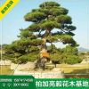 苗圃基地批發(fā)供應(yīng)造型黑松 價格優(yōu) 品種優(yōu) 歡迎來電