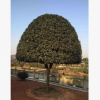 基地批發(fā)桂花樹 四季桂花樹苗 桂花樹品種齊全 造型優(yōu)美 可訂